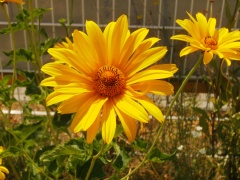 Pflanzen 3 - Staudensonnenblume