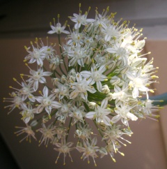 Pflanzen 2 Küchenzwiebel